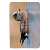 Male American Wigeon Magneet (Verticaal)