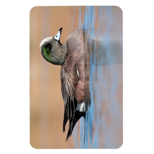 Male American Wigeon Magneet (Verticaal)