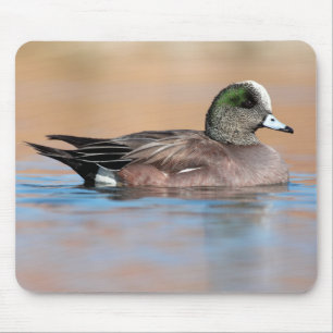 Male American Wigeon Muismat