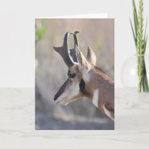 Male Antelope - Frameable Art Kaart