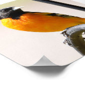 Male Baltimore Oriole Poster (Hoek)