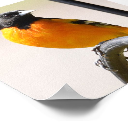 Male Baltimore Oriole Poster (Hoek)