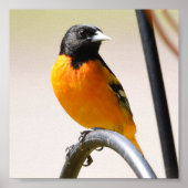 Male Baltimore Oriole Poster (Voorkant)