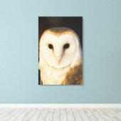 Male Barn Owl (Tyto alba), Verenigde Staten. Canvas Afdruk (Insitu (Houten vloer))