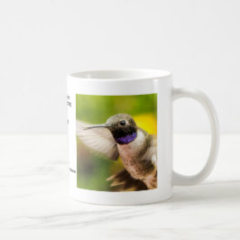 Male Black Chin Hummingbird Mok