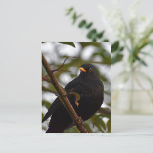Male Blackbird Briefkaart