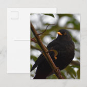 Male Blackbird Briefkaart (Voorkant / Achterkant)
