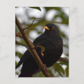 Male Blackbird Briefkaart (Voorkant)