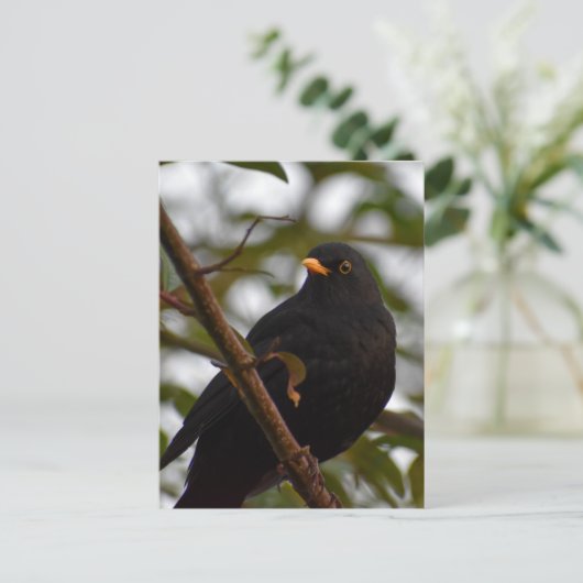 Male Blackbird Briefkaart (Staand voorkant)