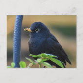 Male Blackbird Briefkaart (Voorkant)