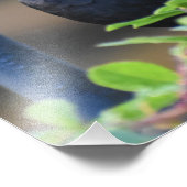 Male Blackbird Foto Afdruk (Hoek)