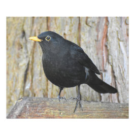 Male Blackbird Foto Afdruk