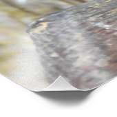 Male Blackbird Foto Afdruk (Hoek)