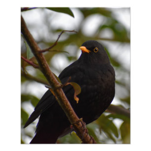 Male Blackbird Foto Afdruk