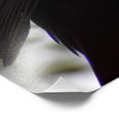 Male Blackbird Foto Afdruk (Hoek)