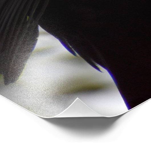 Male Blackbird Foto Afdruk (Hoek)