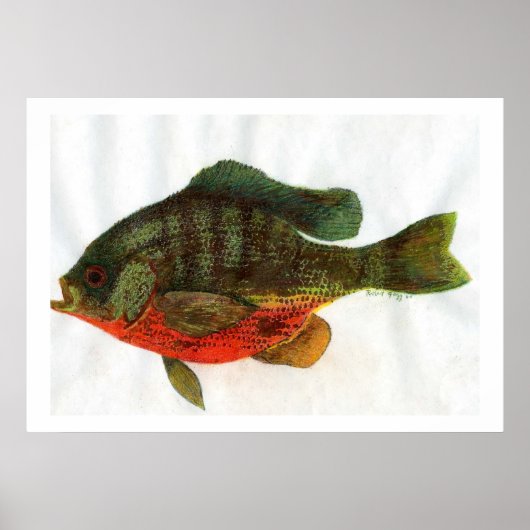 Male Bluegille Poster (Voorkant)