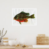 Male Bluegille Poster (Keuken)