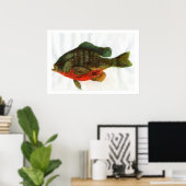 Male Bluegille Poster (Thuiskantoor)