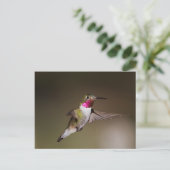 Male Broad - staartkolibrie Briefkaart (Staand voorkant)