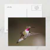 Male Broad - staartkolibrie Briefkaart (Voorkant / Achterkant)