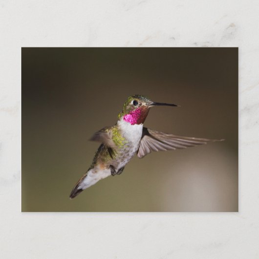 Male Broad - staartkolibrie Briefkaart (Voorkant)
