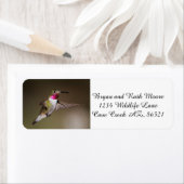 Male Broad - staartkolibrie Etiket (Insitu)