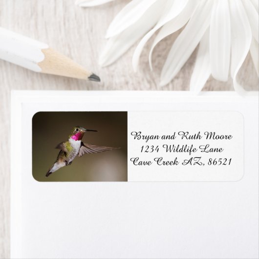 Male Broad - staartkolibrie Etiket (Insitu)