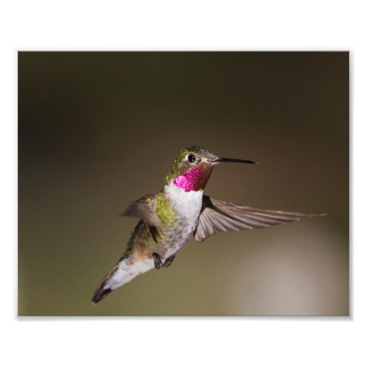 Male Broad - staartkolibrie Foto Afdruk (Voorkant)