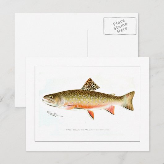 Male Brook Trout Briefkaart (Voorkant / Achterkant)