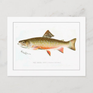 Male Brook Trout Briefkaart