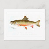Male Brook Trout Briefkaart (Voorkant)