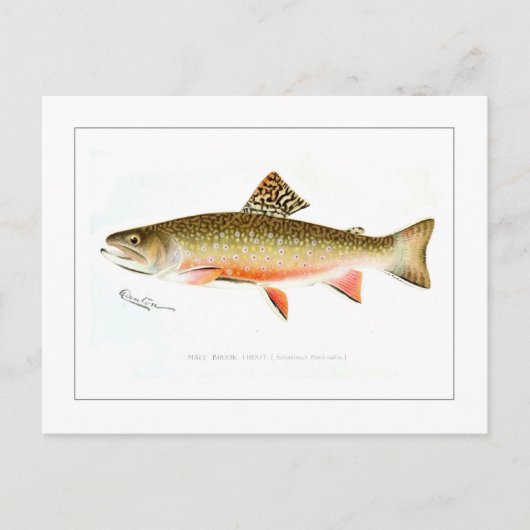 Male Brook Trout Briefkaart (Voorkant)