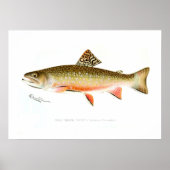 Male Brook Trout Poster (Voorkant)