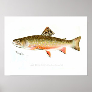 Male Brook Trout Poster