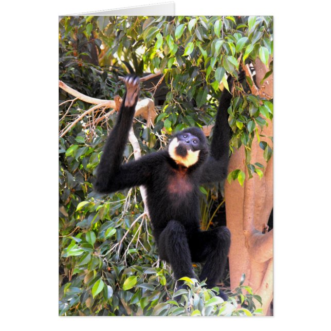 Male Buff kekte gibbon (Voorkant)