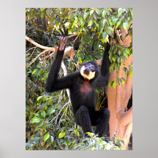 Male Buff kekte gibbon Poster (Voorkant)