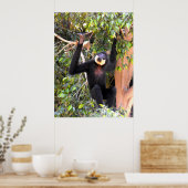 Male Buff kekte gibbon Poster (Keuken)