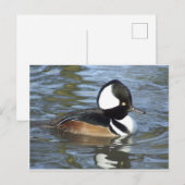 Male Bufflehead Briefkaart (Voorkant / Achterkant)