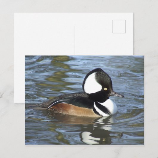 Male Bufflehead Briefkaart (Voorkant / Achterkant)