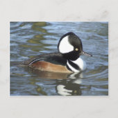 Male Bufflehead Briefkaart (Voorkant)