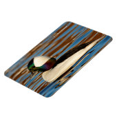 Male Bufflehead Duck in the Aftermiddag Sun Magneet (Linkerzijde)