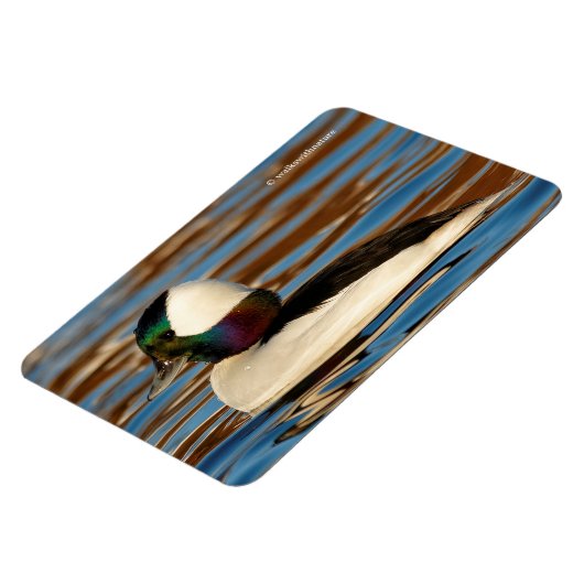 Male Bufflehead Duck in the Aftermiddag Sun Magneet (Linkerzijde)