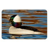 Male Bufflehead Duck in the Aftermiddag Sun Magneet (Horizontaal)