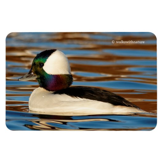 Male Bufflehead Duck in the Aftermiddag Sun Magneet (Horizontaal)