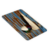 Male Bufflehead Duck in the Aftermiddag Sun Magneet (Rechterzijde)