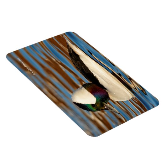 Male Bufflehead Duck in the Aftermiddag Sun Magneet (Rechterzijde)