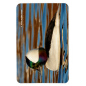 Male Bufflehead Duck in the Aftermiddag Sun Magneet (Verticaal)