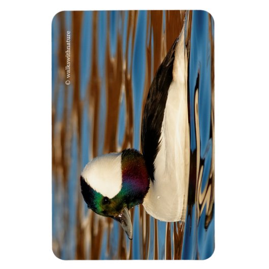 Male Bufflehead Duck in the Aftermiddag Sun Magneet (Verticaal)