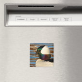 Male Bufflehead Duck in the Aftermiddag Sun Magneet (Insitu (Vaatwasser))